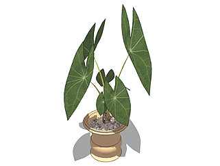 红苞喜林芋盆栽草图大师模型，手绘绿植sketchup模型下载