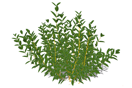 黄杨植物su模型，绿植灌木草图大师模型下载