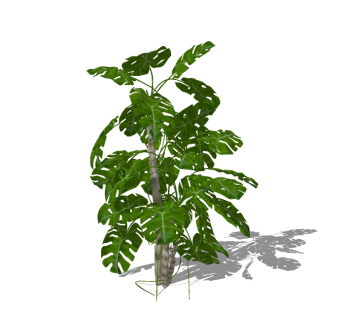 现代龟背叶灌木skp文件下载，灌木植物SU模型下载