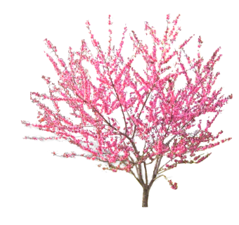 桃花树，SU模型免费下载