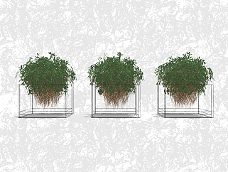 鸭脚木盆栽草图大师模型，绿植盆景sketchup模型下载