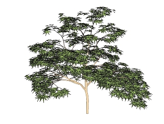 鸡爪槭景观树免费su模型下载、景观树草图大师模型下载