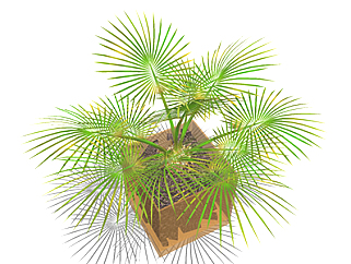 多裂棕竹盆栽草图大师模型，手绘绿植sketchup模型下载