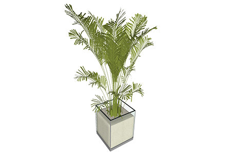 散尾葵盆栽sketchup模型，手绘绿植草图大师模型下载