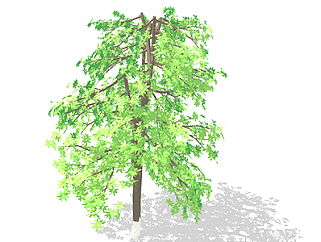 七叶树乔木sketchup素材，景观绿植草图大师模型下载