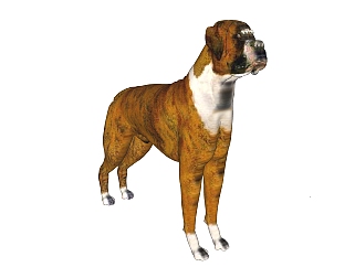 现代<em>德国</em>拳师犬sketchup模型，动物草图大师模型下载
