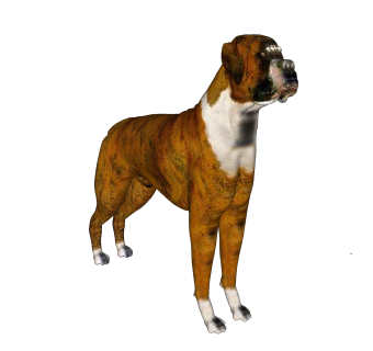 现代德国拳师犬sketchup模型，动物草图大师模型下载