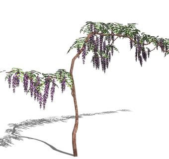 紫藤花sketchup文件，园艺藤蔓草图大师模型下载