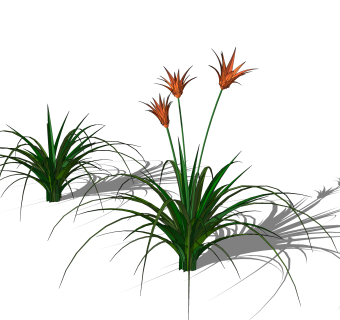 萱草绿植sketchup模型，现代观花植物skp文件下载