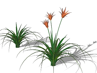 <em>萱草</em>绿植sketchup模型，现代观花植物skp文件下载