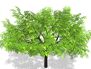 <em>榕树</em>乔木sketchup素材，景观绿植草图大师模型下载