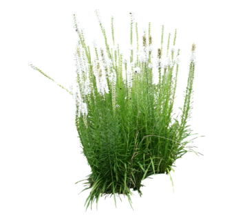 水麦冬su模型免费下载，草图大师植物草模型分享