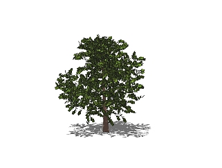 菩提树景观<em>树SU模型</em>免费下载，菩提树草图大师模型