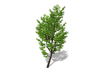 榉树景观树免费su模型下载、景观树草图大师模型下载
