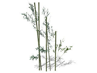 黔<em>竹</em>植物su模型，景观绿植草图大师模型下载