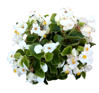 现代植物四季海棠su模型下载，四季海棠草图大师模型分享