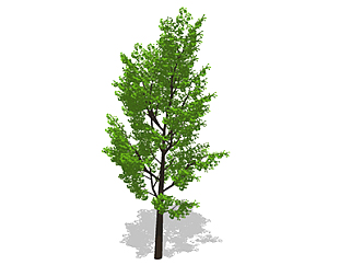 银杏<em>树</em>乔木sketchup素材，景观绿植草图大师模型下载