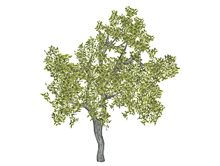 黄樟乔木su素材，景观绿植草图大师模型下载