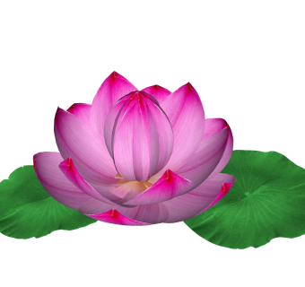 荷花绿植sketchup模型，观花植物skp文件下载