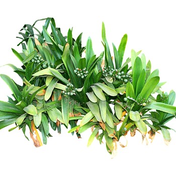 现代植物君子兰su模型下载，君子兰草图大师模型分享