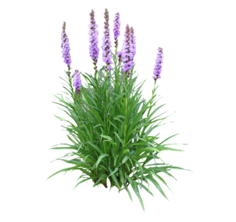 蛇鞭菊su模型免费下载，草图大师植物草模型分享