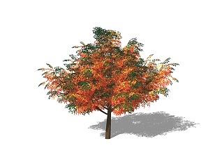<em>红枫</em>景观树sketchup模型免费下载，植物树草图大师模型