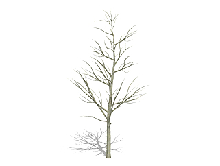 栾树<em>枯树乔木</em>草图大师模型，景观绿植sketchup素材下载