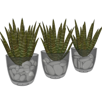 条纹十二卷盆栽植物su模型，多肉园艺花草sketchup模型下载