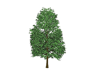 <em>垂叶榕</em>景观树免费su模型下载、景观树草图大师模型下载