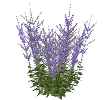 鼠尾草绿植sketchup模型，现代观花植物skp文件下载