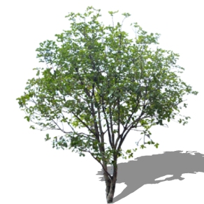 桂花树景观树免费su模型下载、景观树草图大师模型下载