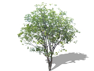 <em>桂花树</em>景观树免费su模型下载、景观树草图大师模型下载