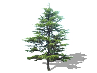 长白松景观树免费su模型下载、景观树草图大师模型下载