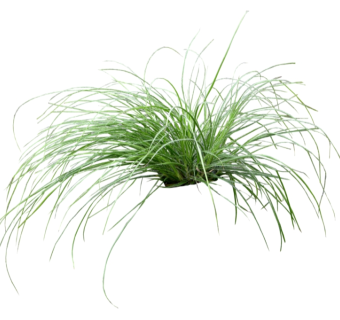 花叶菖蒲su模型免费下载，草图大师植物草模型分享