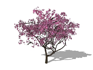 <em>紫花</em>风铃木景观树免费su模型下载、景观树草图大师模型...