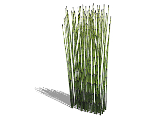 笔管草现代植物su模型，绿植花草图大师模型下载