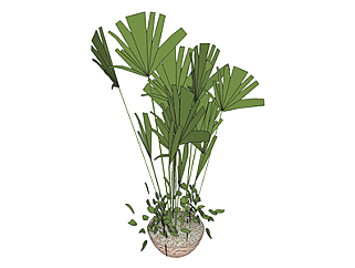 刺轴榈盆栽sketchup模型，手绘绿植草图大师模型下载