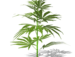 大麻灌木丛su模型，常绿灌木草图大师模型下载