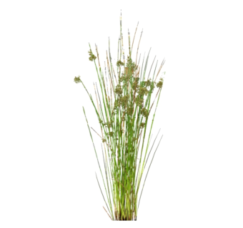 灯心草su模型免费下载，草图大师植物草模型分享