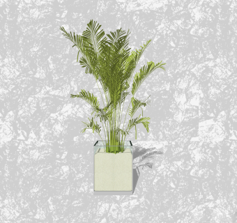 散尾葵盆栽su模型下载，家居植物盆景草图大师模型