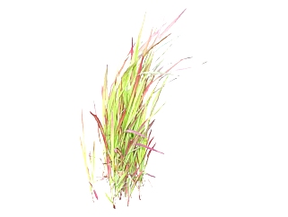 血草su模型免费下载，草图大师植物草模型分享