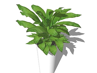 <em>芭蕉</em>盆栽植物su模型，园艺花草sketchup模型下载