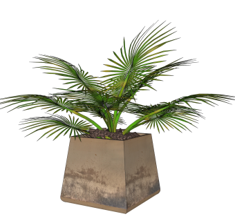 棕榈盆栽植物su模型，棕榈花艺草图大师模型下载