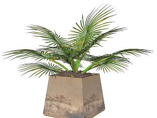 棕榈盆栽植物su模型，棕榈花艺草图大师模型下载