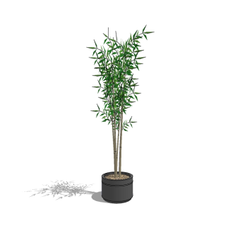 现代竹子盆栽su模型免费下载，竹子skp文件下载