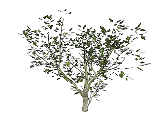 现代景观树免费su模型下载、景观树草图大师模型下载