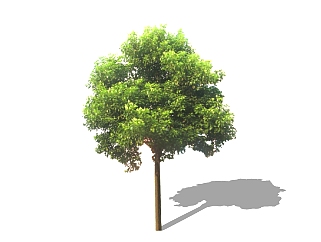 <em>杜英</em>景观树免费su模型下载、景观树草图大师模型下载
