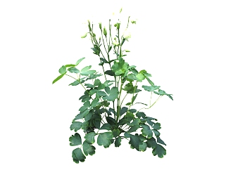现代植物耧斗菜su模型下载，耧斗菜草图大师模型分享