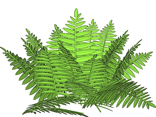 荚果蕨绿植sketchup模型，现代<em>观叶植物</em>skp文件下载