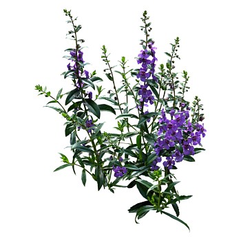现代植物香彩雀su模型下载，香彩雀草图大师模型分享